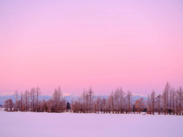 Rosa Nascer Sol Campo Neve — Fotografia de Stock