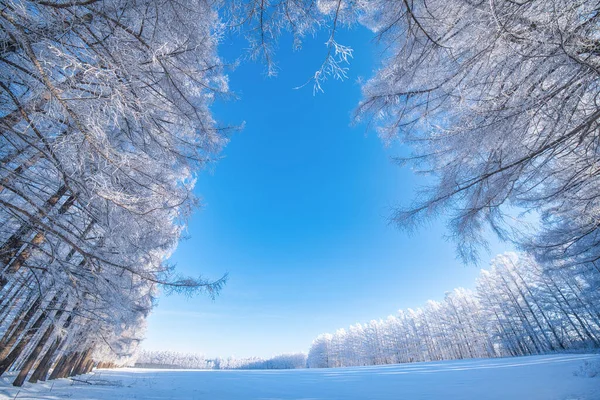 Ландшафт Зимовому Хоккайдо Джапані — стокове фото