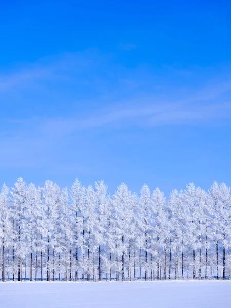 Frost Covered Tree Blue Sky — Stock Photo, Image