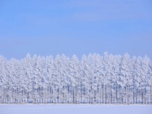 Geada Coberto Árvore Céu Azul — Fotografia de Stock