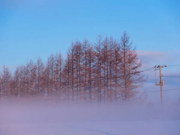Nevoeiro Frio Floresta Prova Vento — Fotografia de Stock