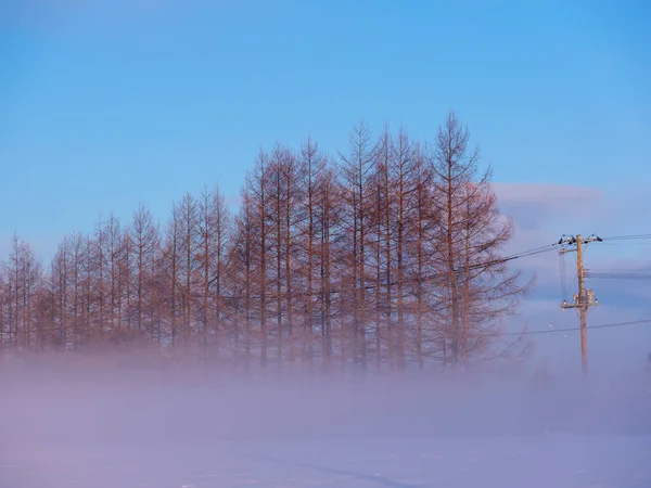 Koude Mist Winddicht Bos — Stockfoto