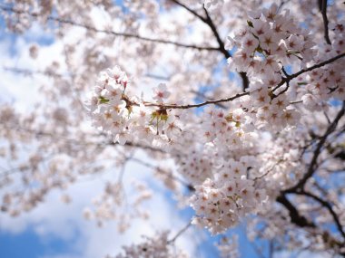Baharda kiraz çiçekleri açar.
