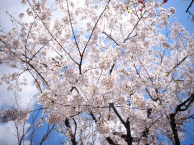 Baharda kiraz çiçekleri açar.