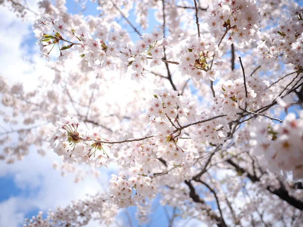 Someiyoshino Körsbär Blommor Våren — Stockfoto