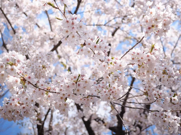 Néhány Yoshino Cseresznyevirág Tavasszal — Stock Fotó