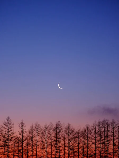 Windproof Forest Moon Early Morning — Stock Photo, Image