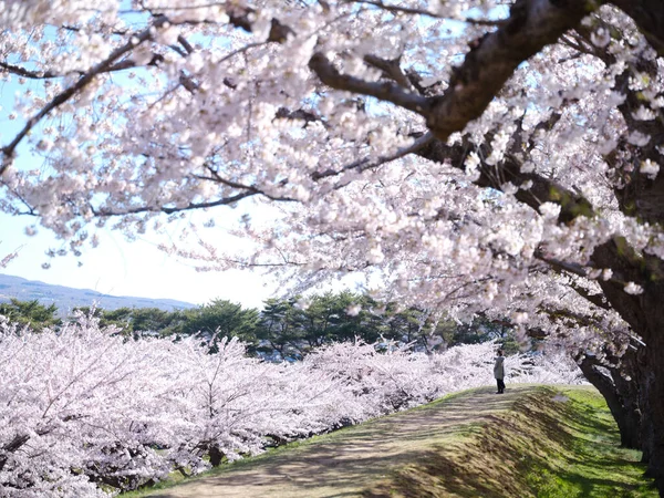 Nějaké Třešňové Květy Japonsku — Stock fotografie