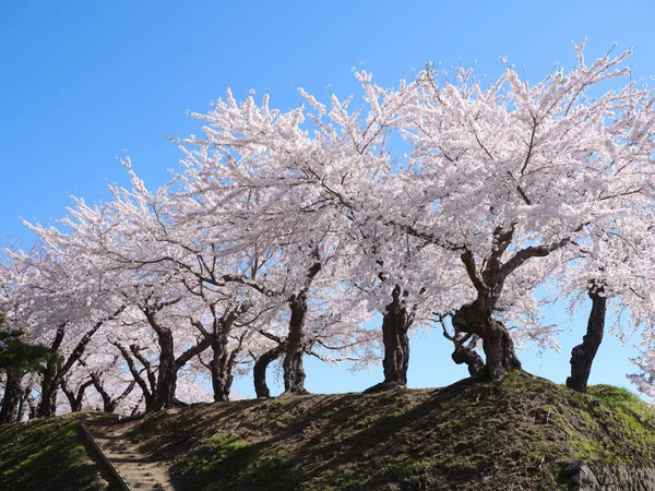 Японская Сакура Цветёт Сомиёсино — стоковое фото