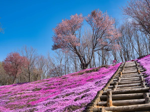 Floks Mech Wiosennym Hokkaido — Zdjęcie stockowe