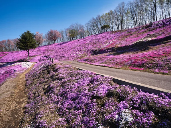 Moss Phlox Primavera Hokkaido — Fotografia de Stock