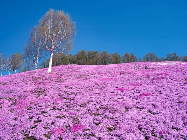 Floks Mech Wiosennym Hokkaido — Zdjęcie stockowe