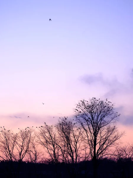 Árvore Com Muitos Pássaros Manhã Inverno — Fotografia de Stock