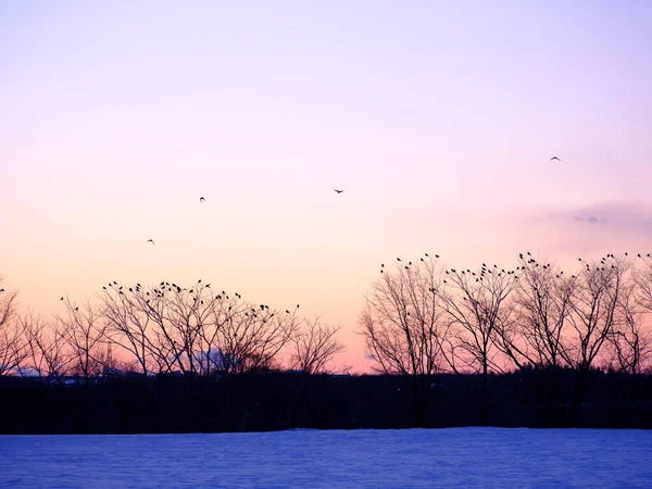 Árbol Con Muchas Aves Mañana Invierno — Foto de Stock