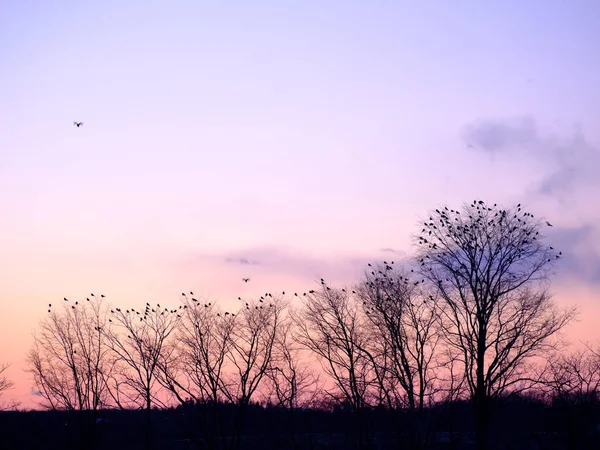 Árvore Com Muitos Pássaros Manhã Inverno — Fotografia de Stock