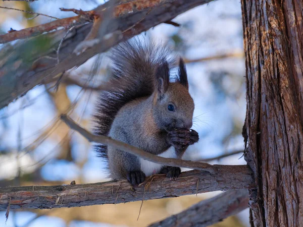 One Squirrel Winter Hokkaido — Stock Photo, Image