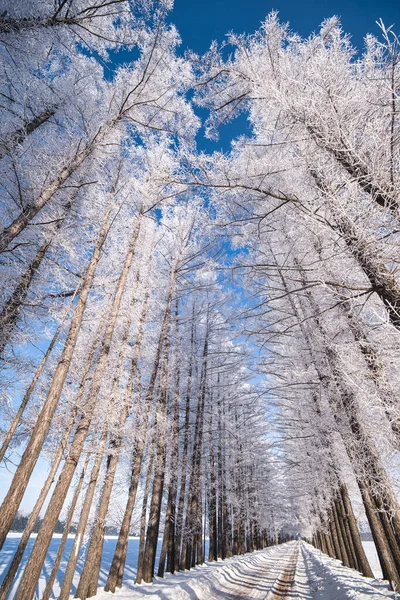 Tree Lined Street Winter — Stock Photo, Image