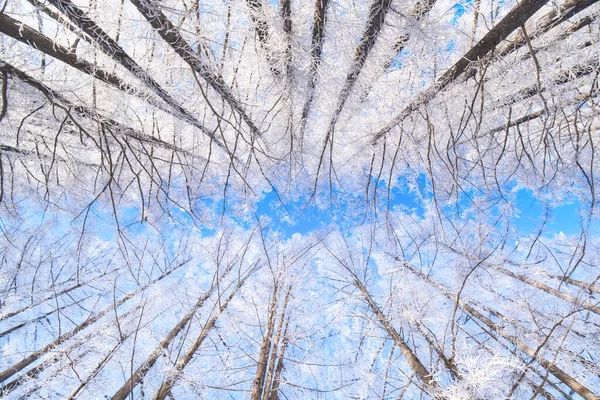 Strom Lemované Ulici Zimě — Stock fotografie