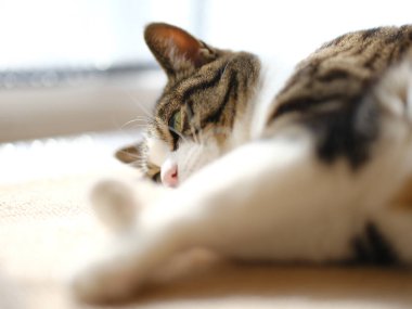 Pencerenin yanında bir kedi