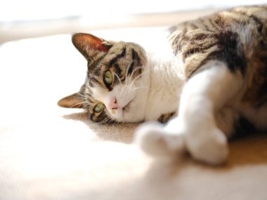 Pencerenin yanında bir kedi