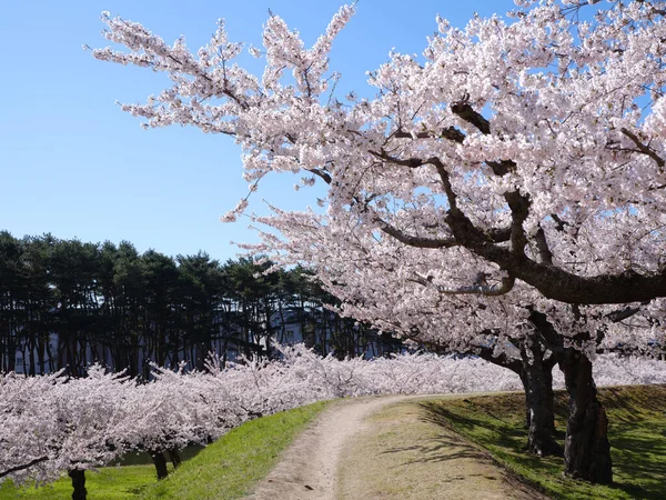 Néhány Yoshino Cseresznyevirág Japánban — Stock Fotó