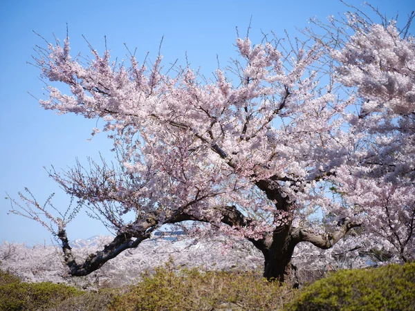 Nějaké Třešňové Květy Japonsku — Stock fotografie