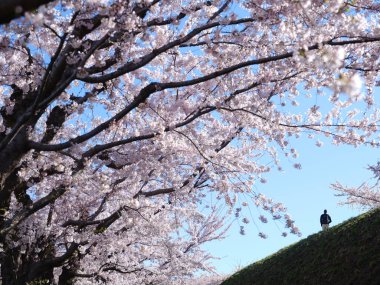 Japonya 'da kiraz çiçekleri var.