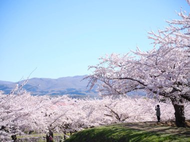 Japonya 'da kiraz çiçekleri var.