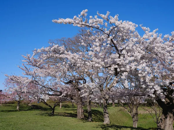 Néhány Yoshino Cseresznyevirág Japánban — Stock Fotó