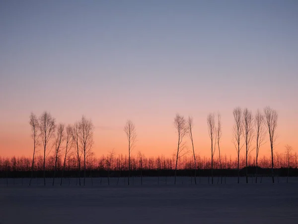 Floresta Prova Vento Manhã Inverno — Fotografia de Stock