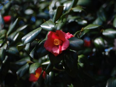 Bahar Japonya 'sında kamelya çiçeği