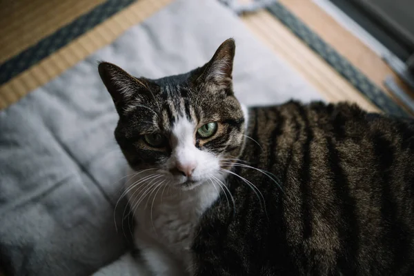 Gato Olhar Para Aqui — Fotografia de Stock