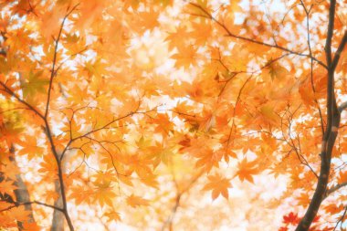 Hokkaido japan 'da sonbahar yaprakları