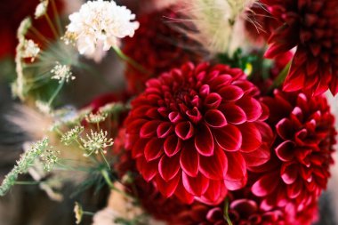 Japonya 'nın iç kısımlarında yıldız çiçeği var.