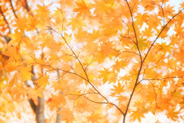 Φύλλα Φθινοπώρου Στο Χοκάιντο Τζαπάν — Φωτογραφία Αρχείου