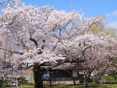 Matsumae Hokkaido 'da kiraz çiçekleri