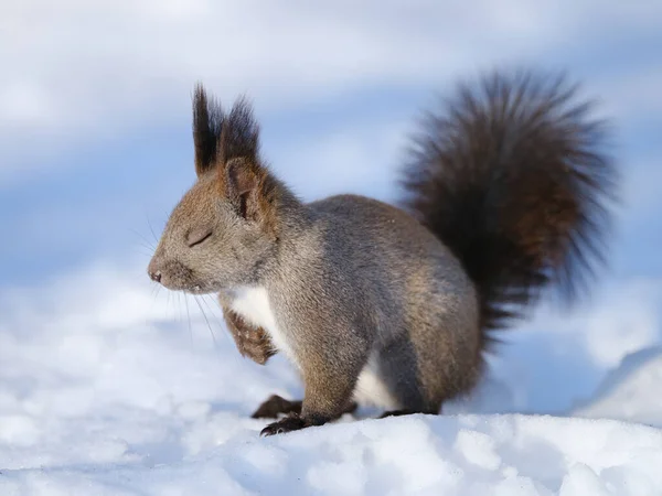 Una Ardilla Invierno Hokkaido — Foto de Stock