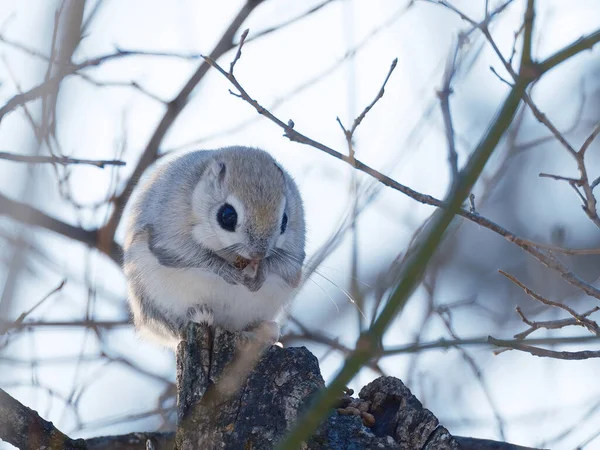 Écureuil Volant Sur Arbre — Photo