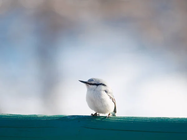 Ein Kleiber Winter Hokkaido — Stockfoto