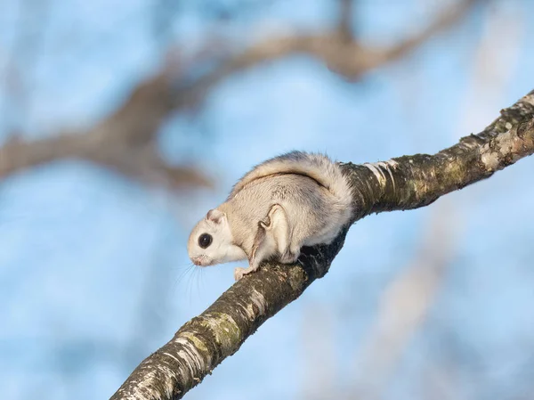 Flying Squirrel Tree — Stock Photo, Image