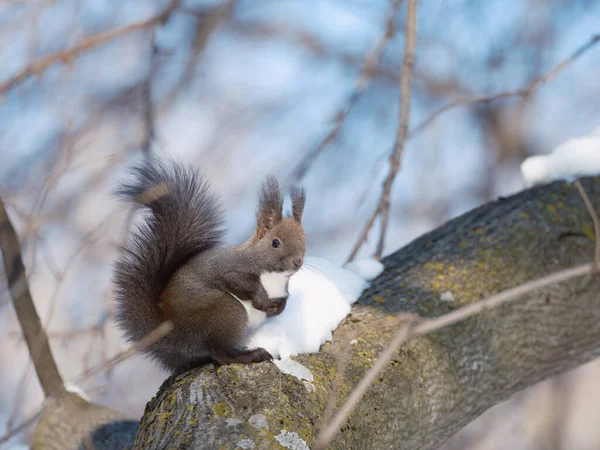 One Squirrel Winter Hokkaido — Stock Photo, Image