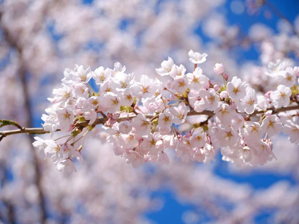 春天里的樱花 — 图库照片