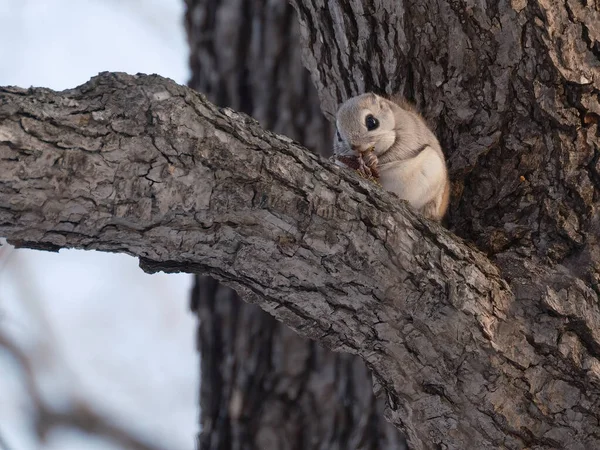 Flying Squirrel Tree — Stock Photo, Image