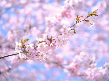 Baharda kiraz çiçekleri açar.