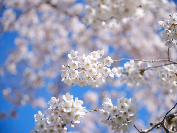 Someiyoshino Cherry Blssoms Spring — Stock Photo, Image