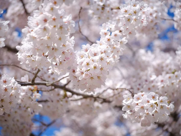 春天里的樱花 — 图库照片
