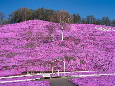 İlkbaharda hokkaido 'da yosun filizi