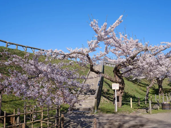 Oldalas Erődítmény Tavasszal Hakodate — Stock Fotó