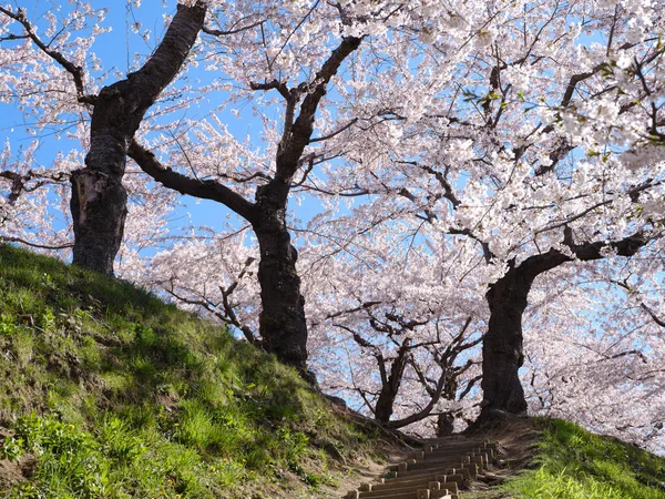 春の5面要塞 Hakodate — ストック写真