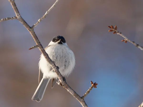 Willow Tit Winter Forest — 图库照片